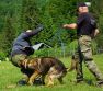 Spolon kooperan vcvik sluobnch psov a psovodov ozbrojench zborov a Vojenskej polcie 
